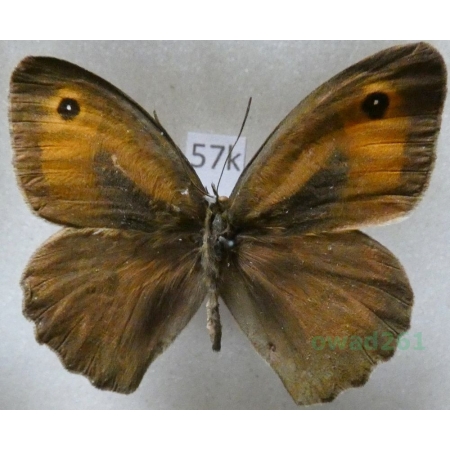 Maniola cypricola (Graves, 1928) male Cyprus57k